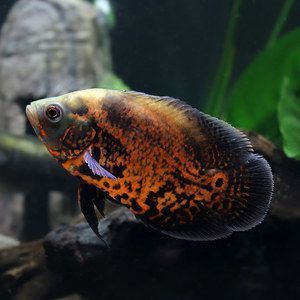 如何選擇適合元寶鳳凰魚的飼料：元寶鳳凰魚專用飼料品牌推薦,如何判斷元寶鳳凰魚飼料新鮮度 其他寵物 第1張