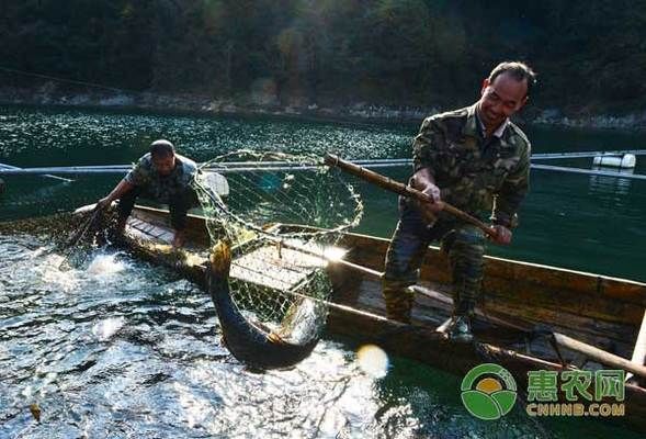 玉鯖魚(yú)低溫存活極限探究：玉鯖魚(yú)在不同溫度下的存活極限 其他寵物 第1張