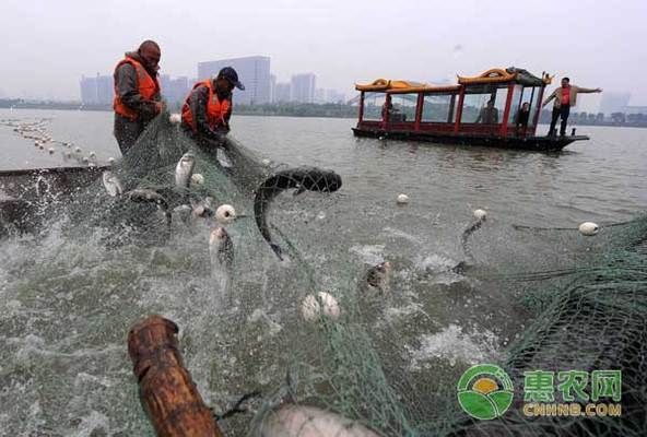 玉鯖魚(yú)低溫存活極限探究：玉鯖魚(yú)在不同溫度下的存活極限 其他寵物 第2張