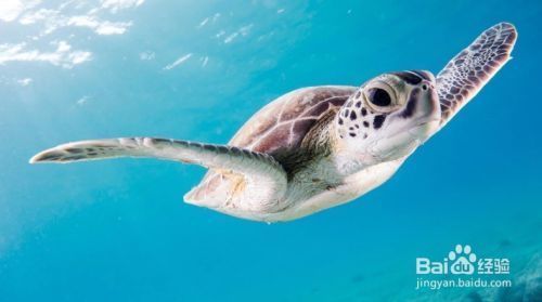 水族箱內(nèi)遮蔽物布置技巧：水族箱內(nèi)的遮蔽物布置是提高水族箱觀賞價值的重要一環(huán)