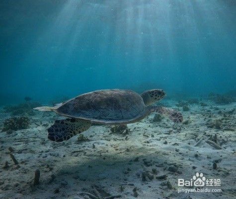 水族箱內遮蔽物布置技巧：水族箱內的遮蔽物布置是提高水族箱觀賞價值的重要一環(huán) 其他寵物 第6張