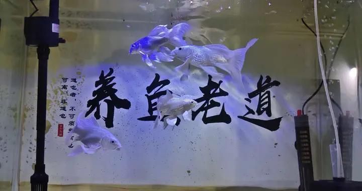 氧氣泵對魚類健康影響：氧氣泵對魚類健康的影響