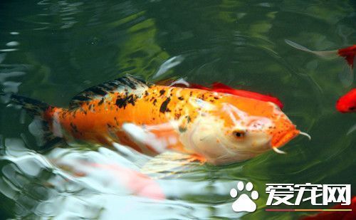 如何預(yù)防大正錦鯉魚疾?。捍笳\鯉春季預(yù)防用藥指南,大正錦鯉水質(zhì)管理的具體方法