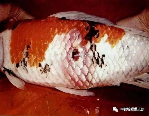 如何預(yù)防大正錦鯉魚疾?。捍笳\鯉春季預(yù)防用藥指南,大正錦鯉水質(zhì)管理的具體方法