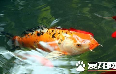 如何預(yù)防大正錦鯉魚疾?。捍笳\鯉春季預(yù)防用藥指南,大正錦鯉水質(zhì)管理的具體方法