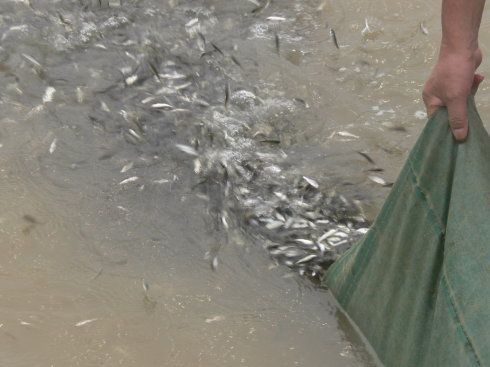 夏季如何控制魚苗水溫：夏季控制魚苗水溫的方法