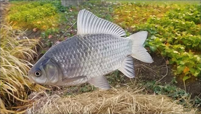 雪鯽魚冬季保溫方法：冬季夜晚釣鯽魚時，選擇合適的釣點(diǎn)至關(guān)重要，提高釣魚成功率