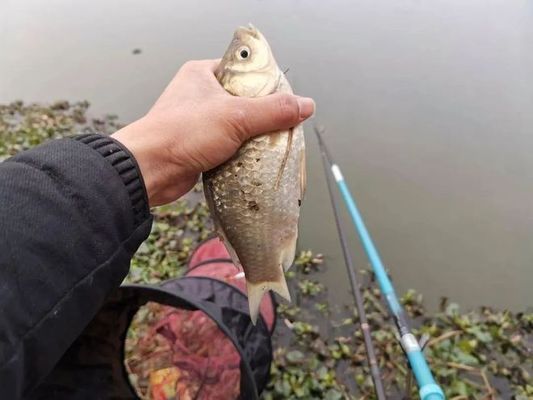 雪鯽魚冬季保溫方法：冬季夜晚釣鯽魚時(shí)，選擇合適的釣點(diǎn)至關(guān)重要，提高釣魚成功率 其他寵物 第3張