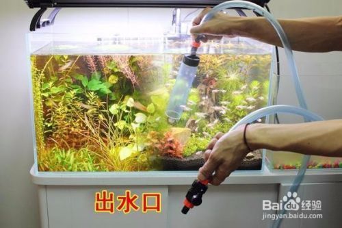 印尼四紋虎魚(yú)繁殖飼料選擇：印尼四紋虎魚(yú)繁殖期特殊飼料，四紋虎魚(yú)繁殖飼料的營(yíng)養(yǎng)搭配 其他寵物 第4張