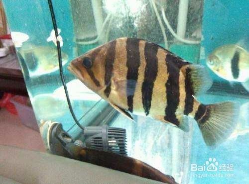 印尼四紋虎魚(yú)繁殖飼料選擇：印尼四紋虎魚(yú)繁殖期特殊飼料，四紋虎魚(yú)繁殖飼料的營(yíng)養(yǎng)搭配 其他寵物 第3張