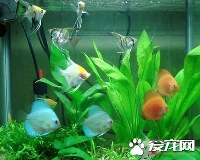 招財貓魚繁殖期飼料選擇：招財貓魚繁殖期飼料品牌推薦 其他寵物 第2張