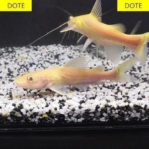 招財(cái)貓魚繁殖期飼料選擇：招財(cái)貓魚繁殖期飼料品牌推薦