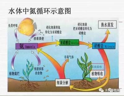 硝酸鹽對魚類影響研究：關(guān)于硝酸鹽對魚類的影響 其他寵物 第4張