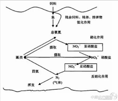 硝酸鹽對魚類影響研究：關(guān)于硝酸鹽對魚類的影響 其他寵物 第1張