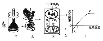 水生植物光合作用效率提升方法：如何提高水生植物光合作用效率 其他寵物 第6張