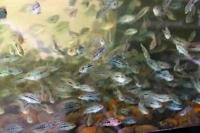 龍魚在哪里：龍魚的棲息地和分布 水族問答 第2張