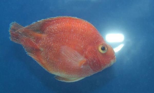 龍魚在哪買便宜點(diǎn)：如何找到價(jià)格便宜的龍魚？ 水族問答 第1張