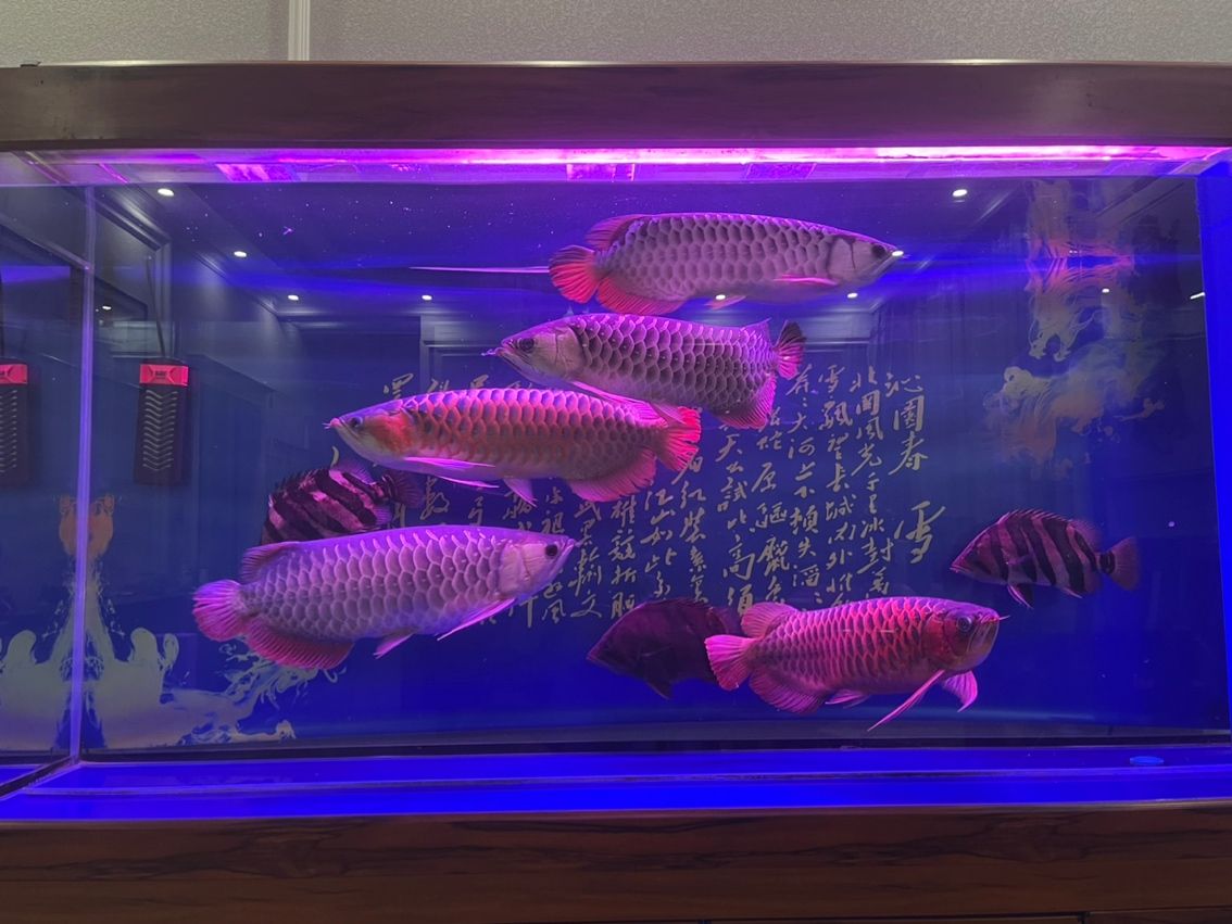 低價(jià)轉(zhuǎn)讓一缸龍魚 三紋虎魚從小一起養(yǎng)的 最近總出差現(xiàn)低價(jià)轉(zhuǎn)讓 待有緣人：低價(jià)轉(zhuǎn)讓一缸龍魚