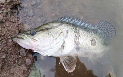 龍魚(yú)怎么變色快：如何訓(xùn)練龍魚(yú)使其變色 水族問(wèn)答 第1張