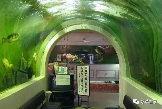 咸寧龍魚水族店：咸寧龍魚水族店怎么找 全國觀賞魚市場 第4張