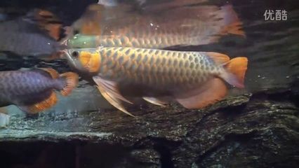 天水龍魚水族店：天水龍魚水族店鋪推薦：優(yōu)素福牛羊肉專賣店（鄰近水族市場(chǎng)） 全國觀賞魚市場(chǎng) 第3張