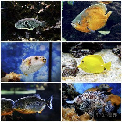 伊春龍魚水族店：伊春龍魚水族店以提供優(yōu)質(zhì)的龍魚養(yǎng)殖服務(wù)為宗旨提供個(gè)性化服務(wù) 全國(guó)觀賞魚市場(chǎng) 第1張