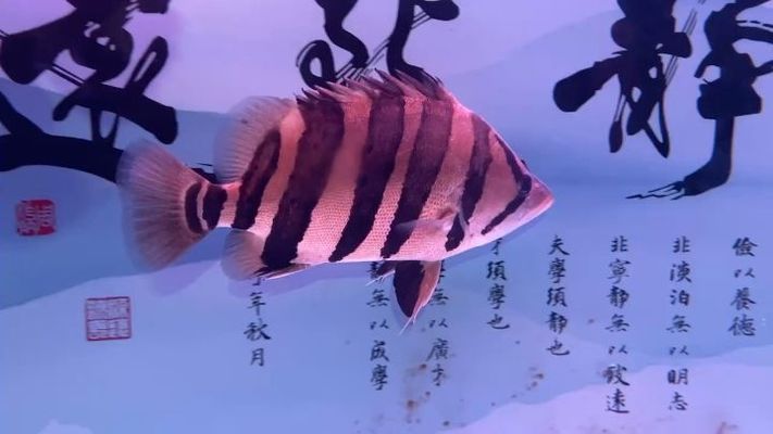 雅安龍魚水族店：四川雅安龍魚水族店