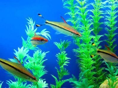 瀘州龍魚水族店：瀘州市龍魚水族店定制專屬水族品種和專業(yè)的養(yǎng)護服務 全國觀賞魚市場 第4張