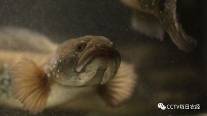 吉林龍魚(yú)水族店：10家吉林龍魚(yú)水族店 全國(guó)觀賞魚(yú)市場(chǎng) 第2張