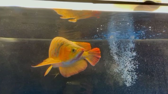 成都龍魚水族店：成都龍魚水族店怎么樣 全國觀賞魚市場 第3張