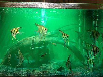 清遠(yuǎn)龍魚水族店：清遠(yuǎn)龍魚水族店介紹 全國(guó)觀賞魚市場(chǎng) 第2張