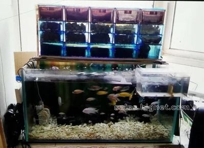 澳門龍魚水族店：關于澳門龍魚水族店的建議 全國觀賞魚市場 第2張