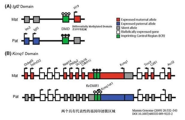 龍魚怎樣喂食最好：關(guān)于龍魚喂食的疑問 水族問答 第1張