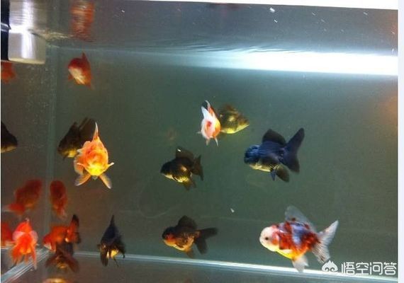 龍魚怎樣養(yǎng)殖方法：關(guān)于龍魚養(yǎng)殖的問題 水族問答 第2張