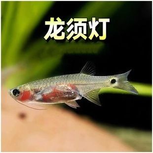 龍魚增色燈多少開：關(guān)于龍魚增色燈的問題