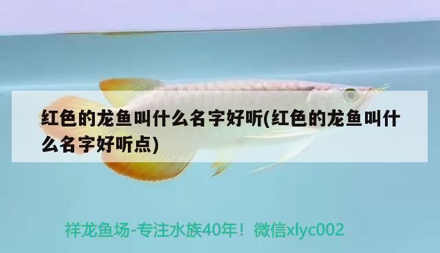 揭陽觀賞魚市場：揭陽觀賞魚市場價格介紹揭陽觀賞魚市場價格 全國觀賞魚市場 第2張