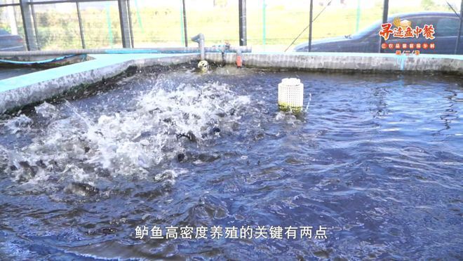 湖州觀賞魚市場：湖州觀賞魚市場定期舉辦各種水族展覽和活動和服務(wù) 全國觀賞魚市場 第2張