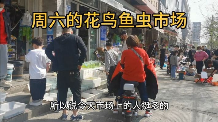 濟寧觀賞魚市場：濟寧觀賞魚市場價格 全國觀賞魚市場 第4張