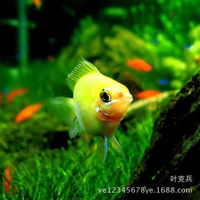 上海觀賞魚(yú)市場(chǎng)：上海觀賞魚(yú)市場(chǎng)推薦 全國(guó)觀賞魚(yú)市場(chǎng) 第1張