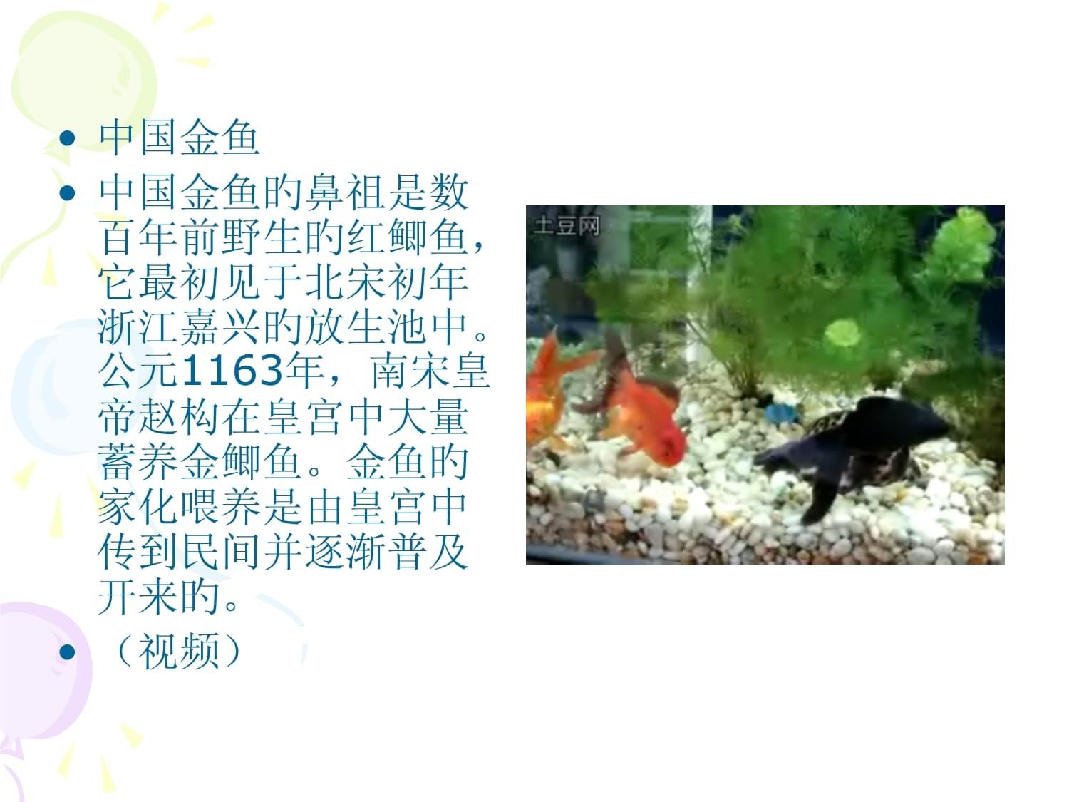 嘉興觀賞魚市場：嘉興觀賞魚市場介紹 全國觀賞魚市場 第4張