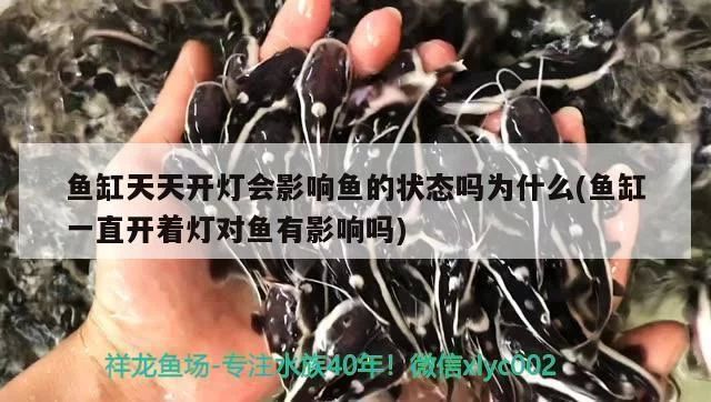 濮陽觀賞魚市場：濮陽一些觀賞魚市場的詳情 全國觀賞魚市場 第3張