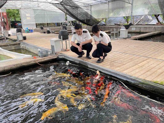 江門觀賞魚市場：江門一些觀賞魚市場的詳情 全國觀賞魚市場 第2張