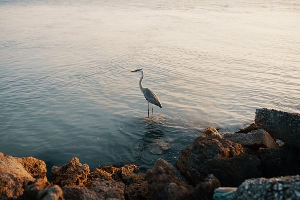 金華觀賞魚(yú)市場(chǎng)：金華觀賞魚(yú)市場(chǎng)價(jià)格介紹金華觀賞魚(yú)市場(chǎng)價(jià)格 全國(guó)觀賞魚(yú)市場(chǎng) 第2張