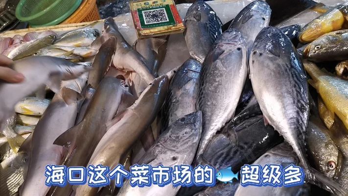 ?？谟^賞魚市場：海口觀賞魚市場價格 全國觀賞魚市場 第5張