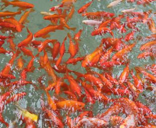 龍巖觀賞魚市場(chǎng)：福建龍巖觀賞魚市場(chǎng) 全國(guó)觀賞魚市場(chǎng) 第4張