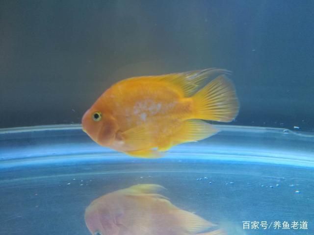 龍魚長期拒食會怎么樣嗎：關(guān)于龍魚長期拒食的問題 水族問答 第1張