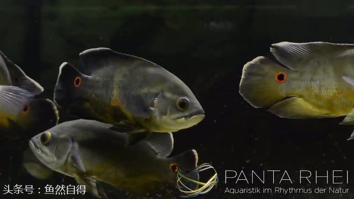 龍魚只吃蝦：為什么龍魚只會吃蝦？ 水族問答 第2張