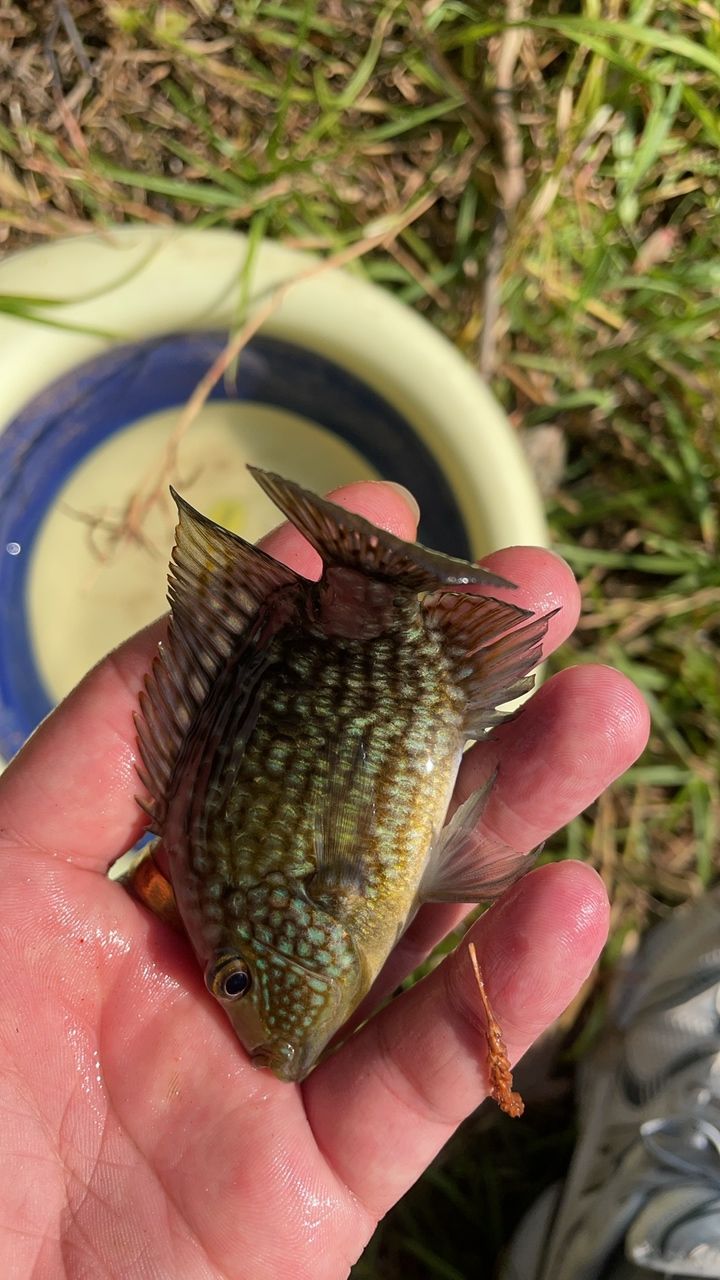 德州豹魚(yú)有沒(méi)有有興趣的呀：德州豹魚(yú)養(yǎng)殖前景 觀賞魚(yú)論壇 第5張