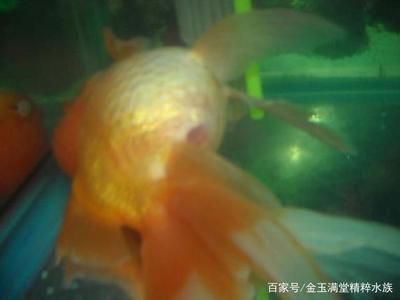 龍魚只能養(yǎng)一條嗎：養(yǎng)多條龍魚需要滿足一些條件和注意事項(xiàng)和注意事項(xiàng) 水族問答 第2張