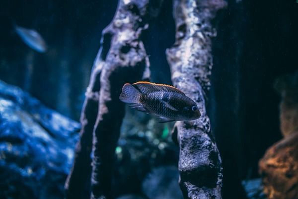 曼龍魚多少溫度：曼龍魚的適宜水溫為24-28度 水族問(wèn)答 第2張